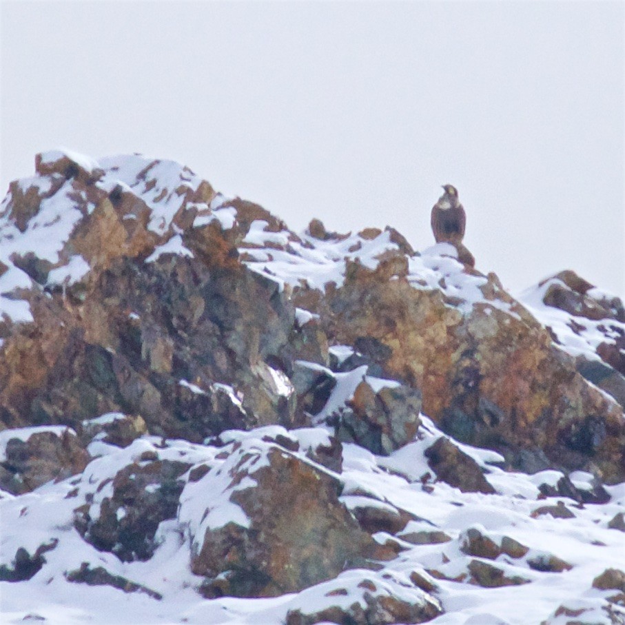 Himalayan Snowcock - ML622630777