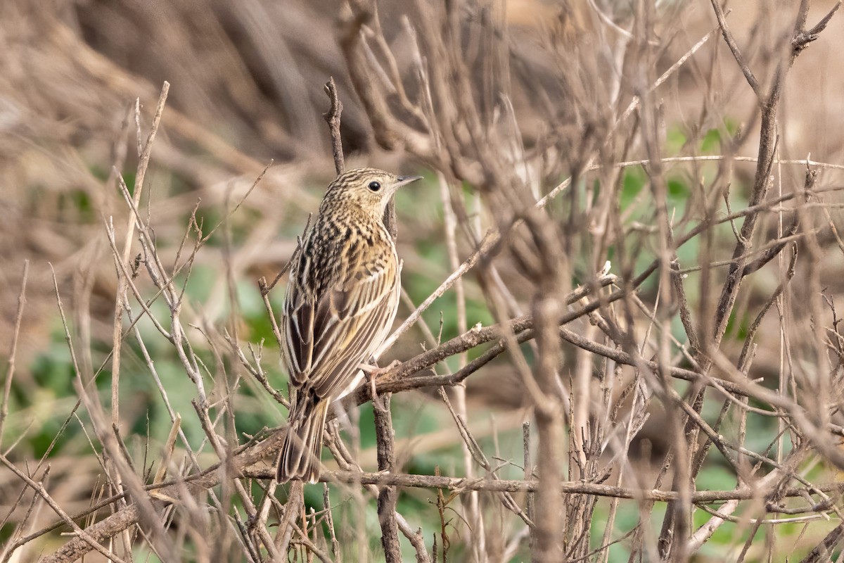 Short-billed Pipit - Gonzalo González Mora