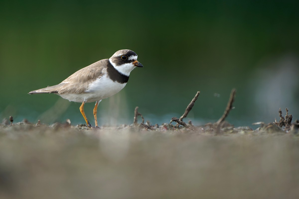 Semipalmated Plover - ML622630817