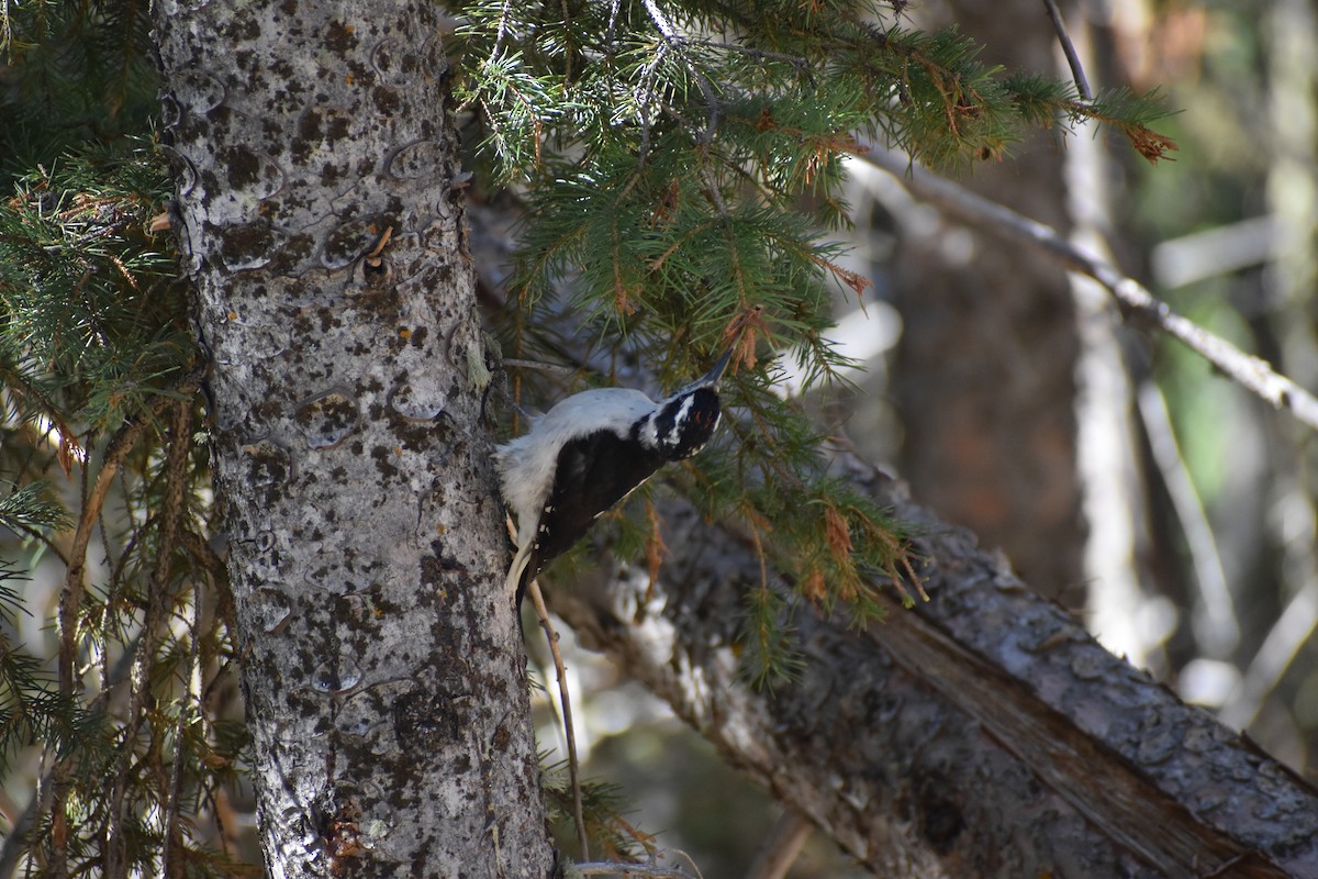 Hairy Woodpecker - ML622630841