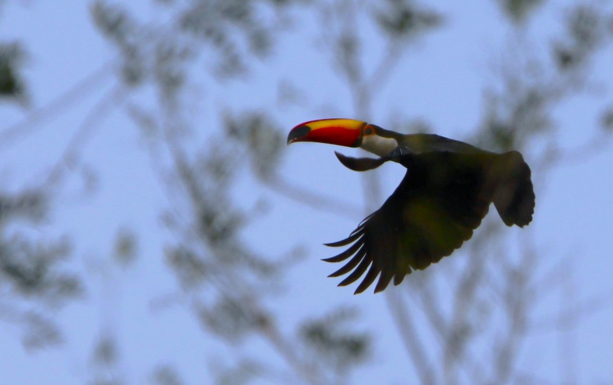 Toco Toucan - Ignacio Gómez Gaffner
