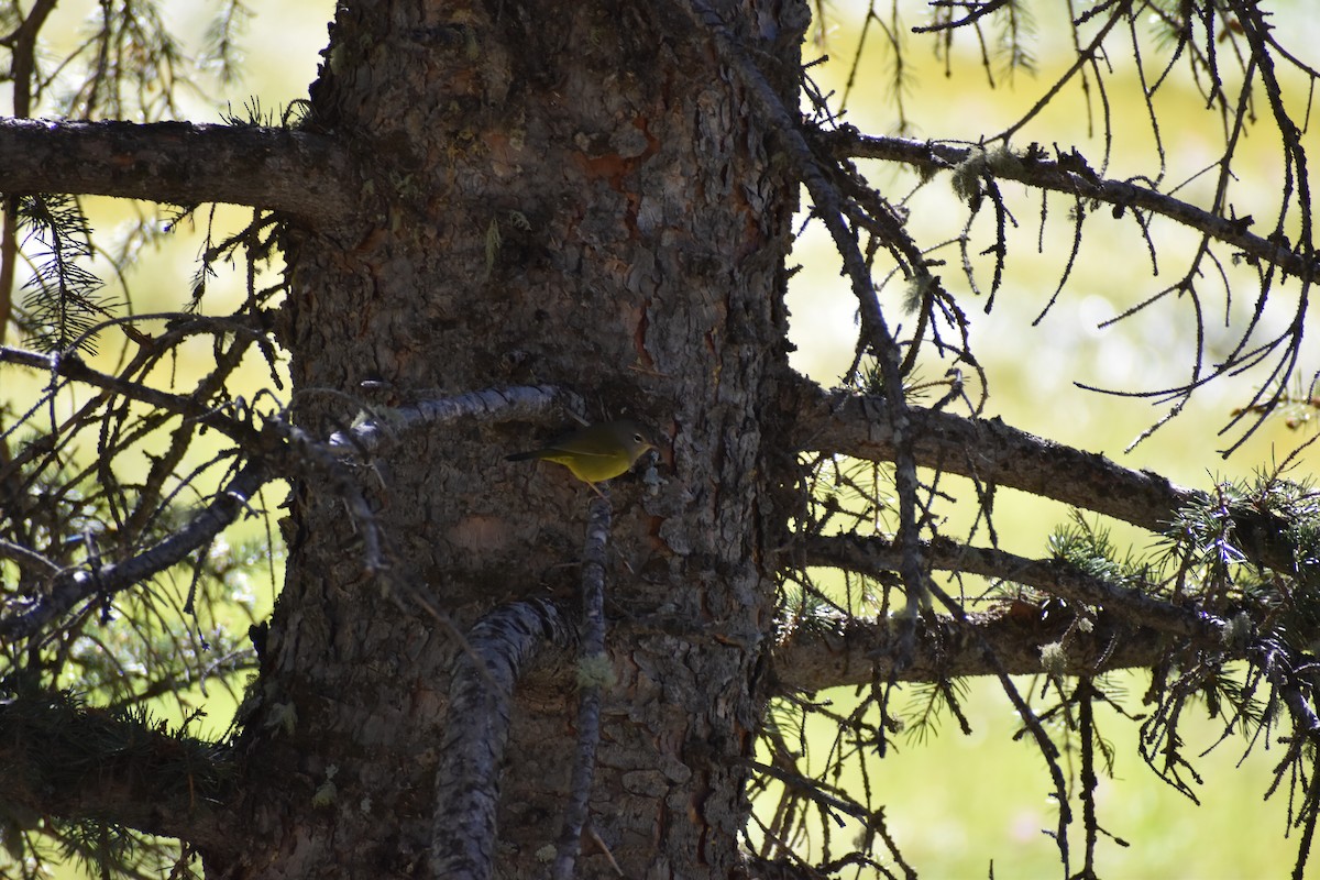 MacGillivray's Warbler - ML622630897