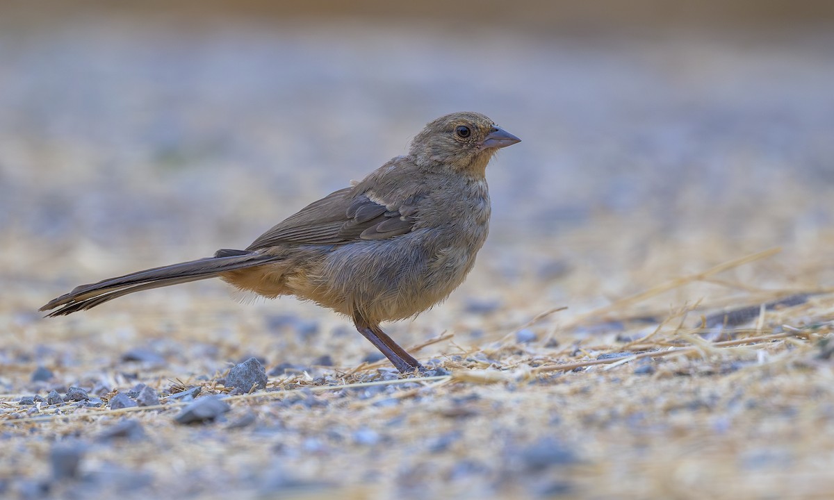 California Towhee - ML622630973