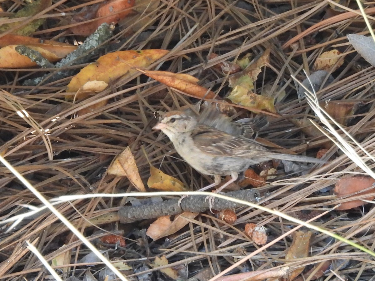 Chipping Sparrow - ML622631047