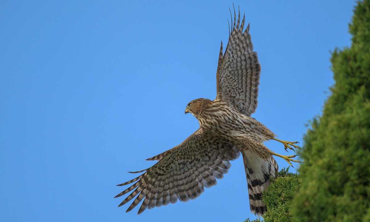 Cooper's Hawk - ML622631055