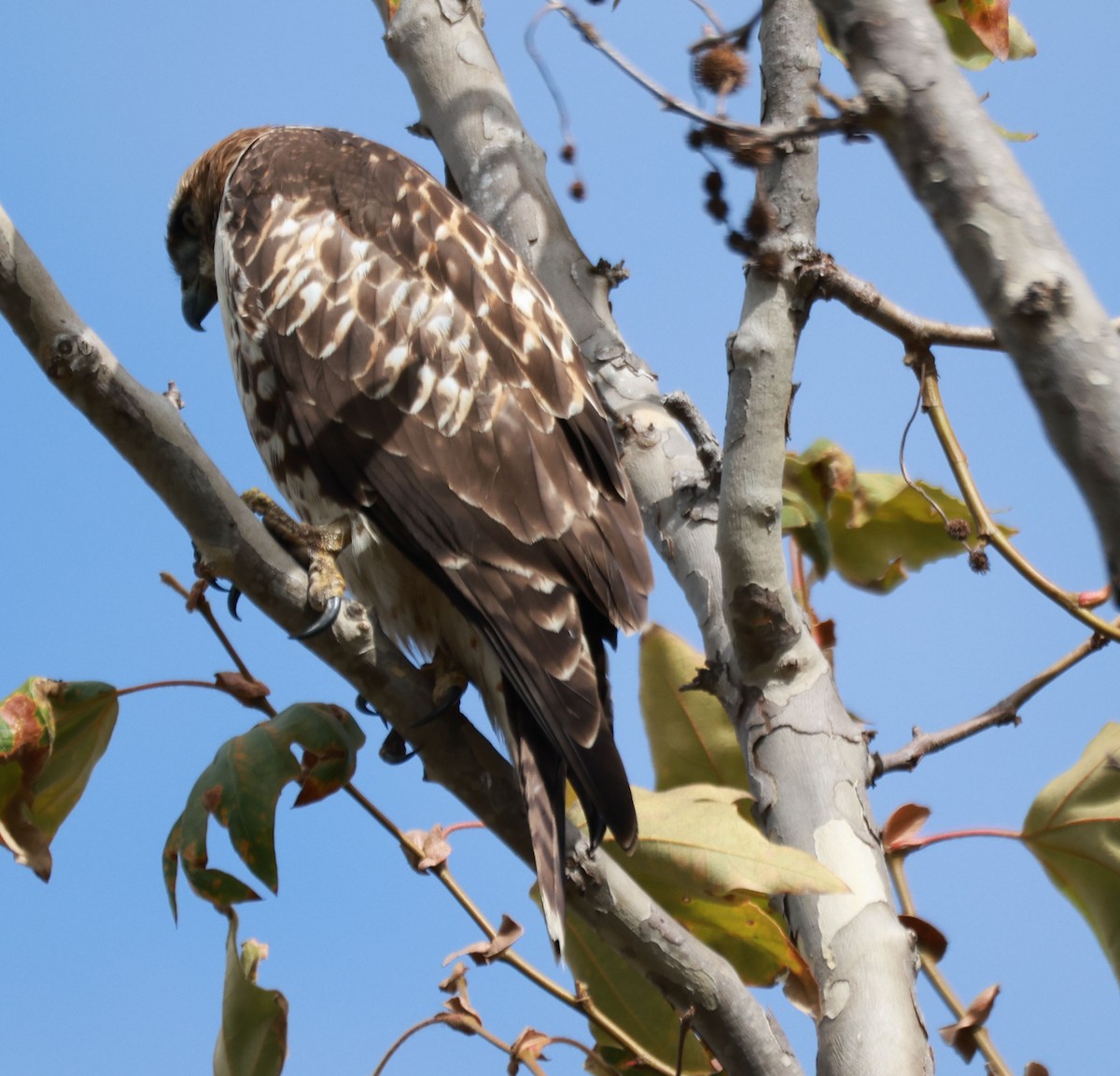 Red-tailed Hawk - ML622631087