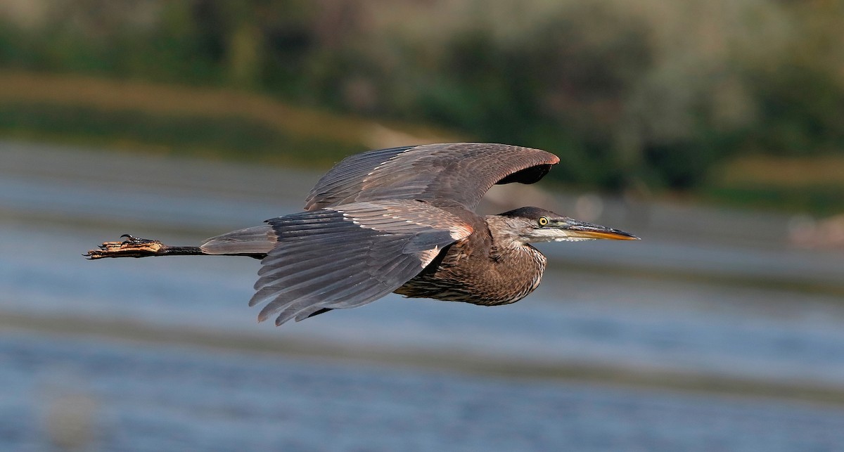 Great Blue Heron - ML622631094