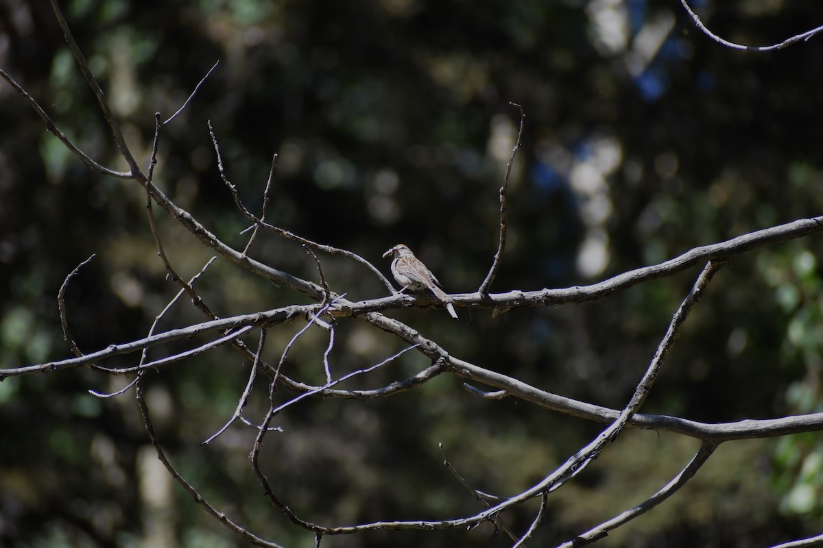 Chipping Sparrow - ML622631122