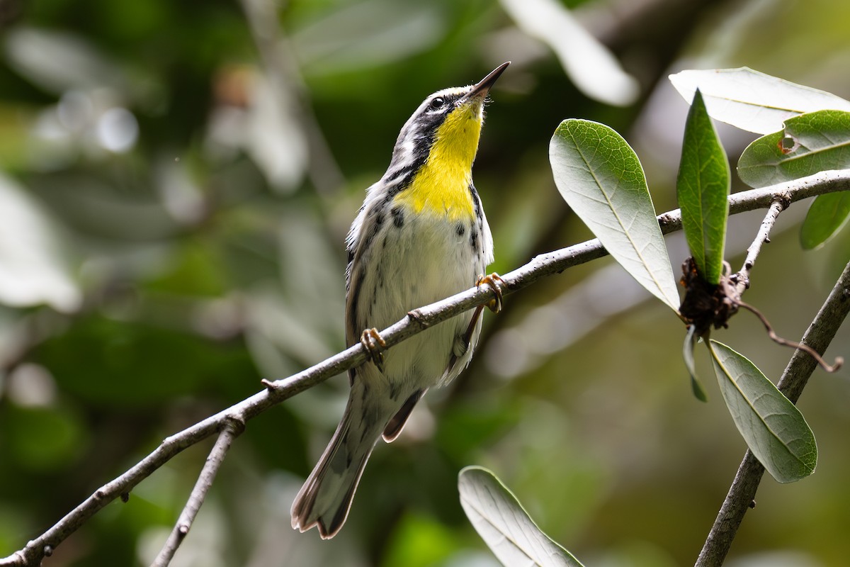 Yellow-throated Warbler - ML622631123