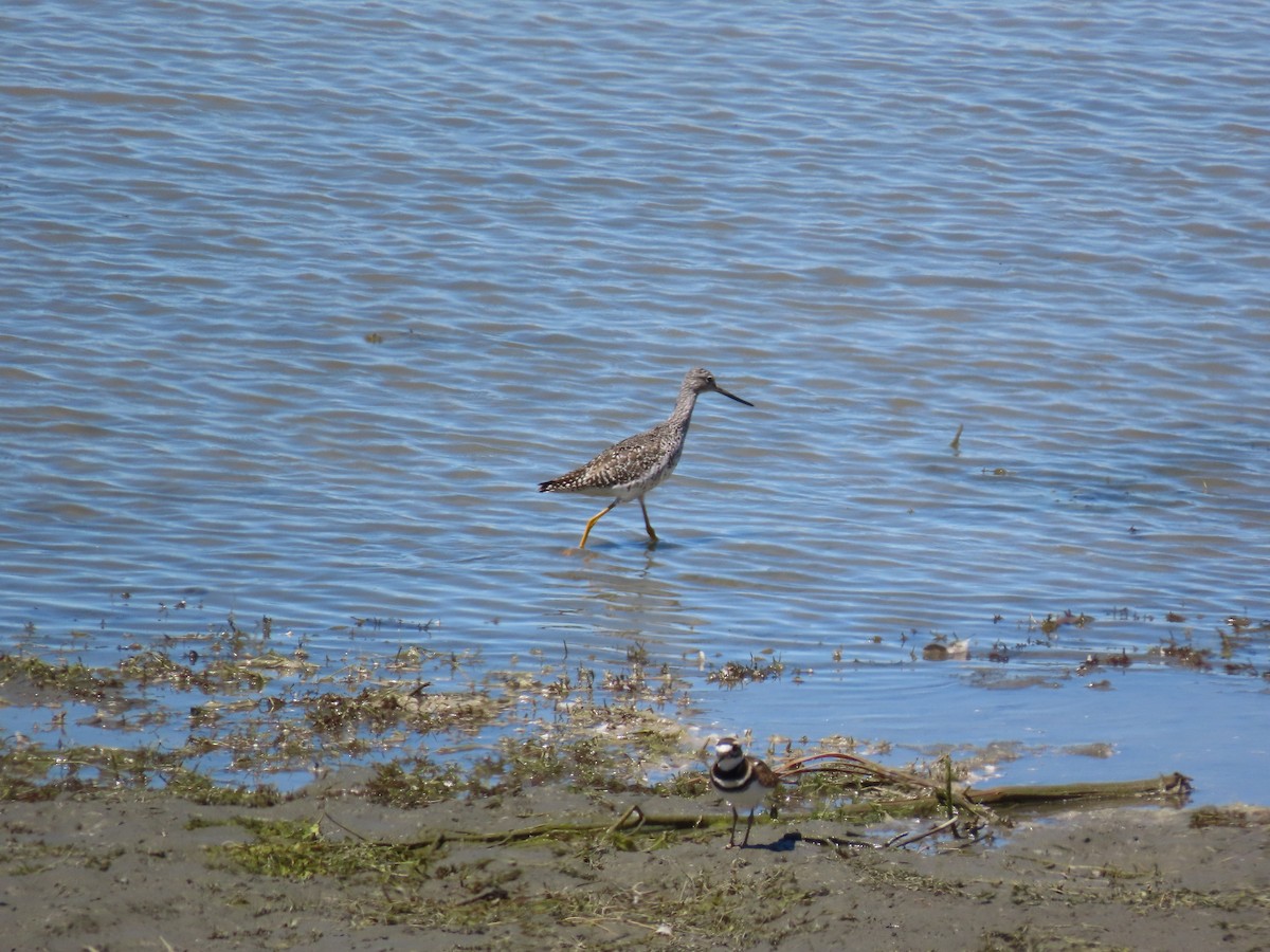 Greater Yellowlegs - ML622631137