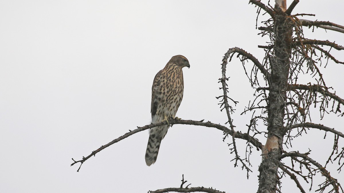 American Goshawk - ML622631155