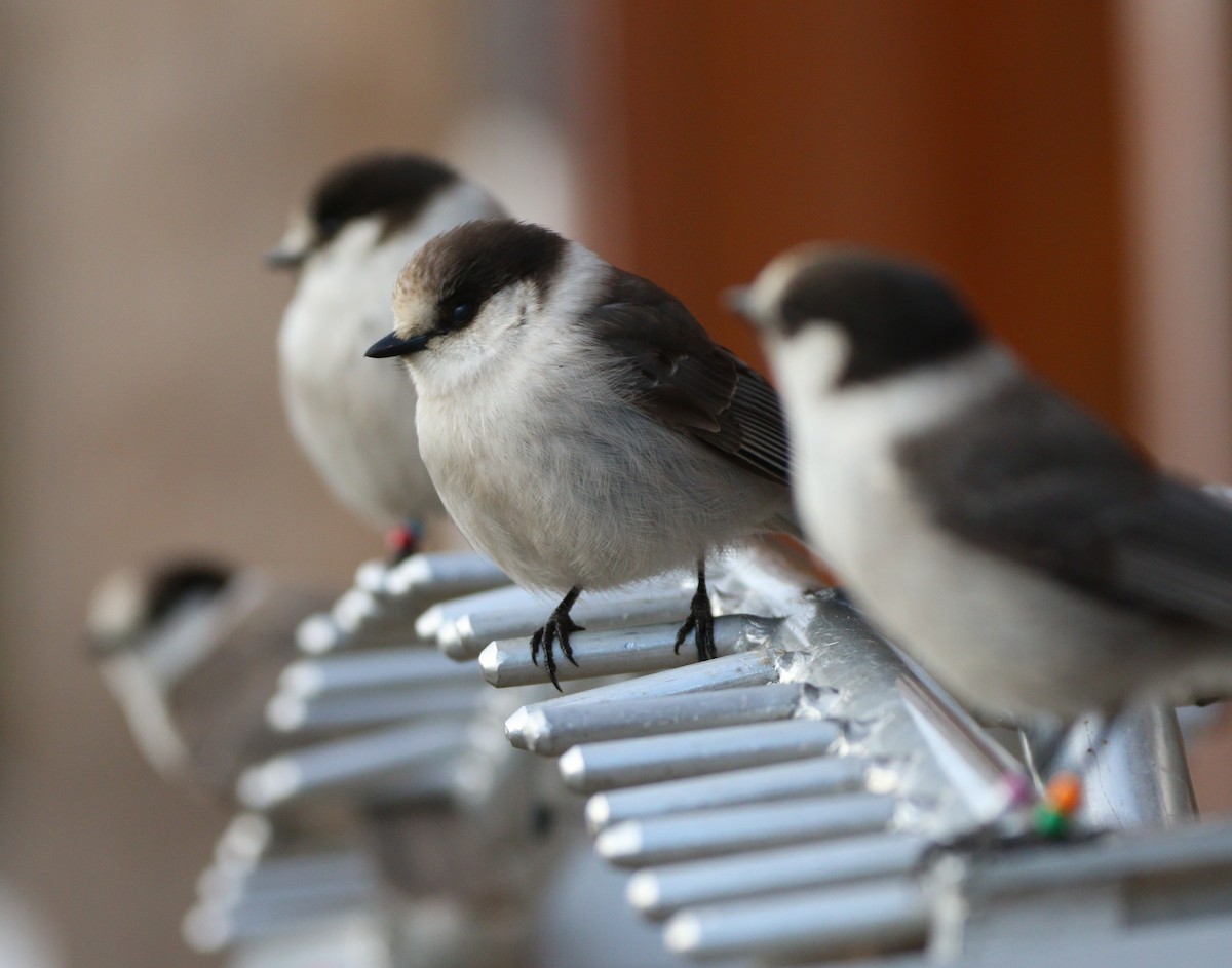 Canada Jay - ML622631275