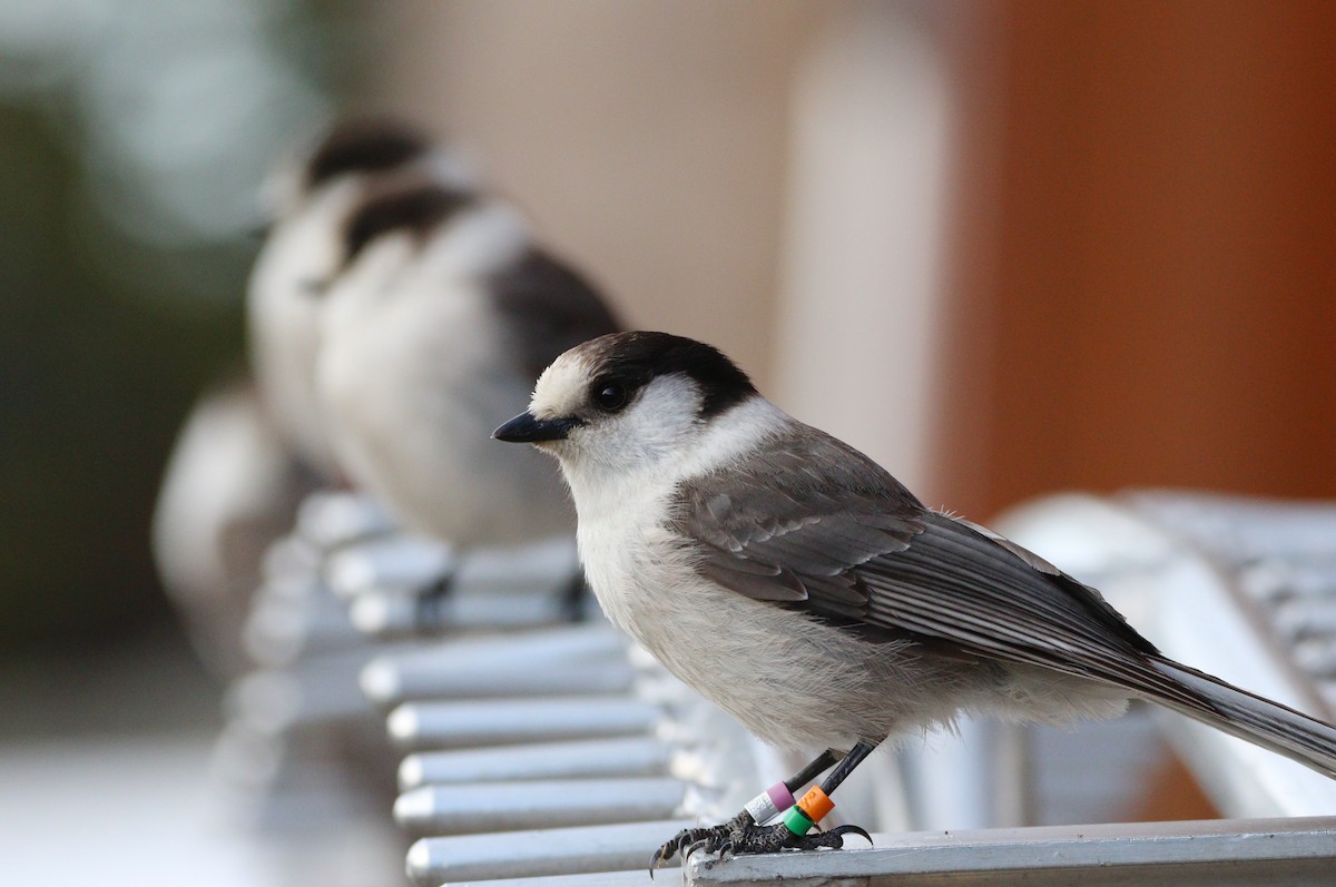 Canada Jay - ML622631278