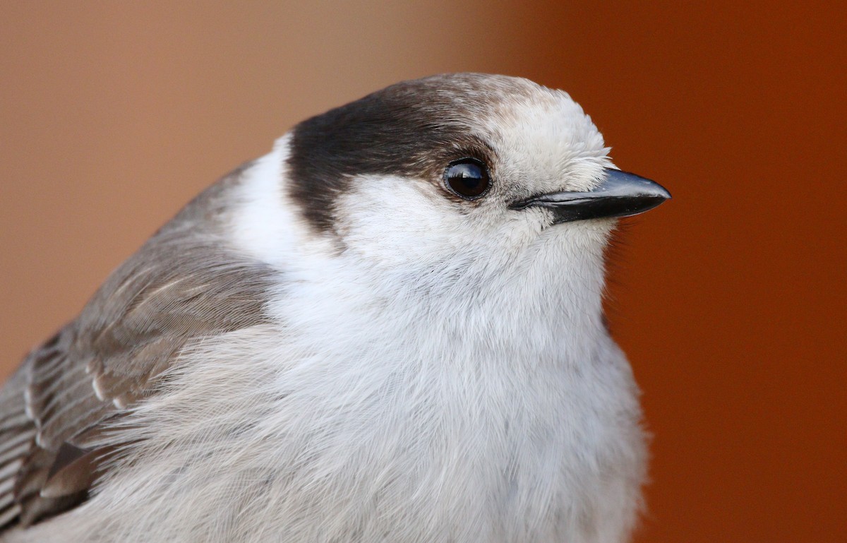 Canada Jay - ML622631281