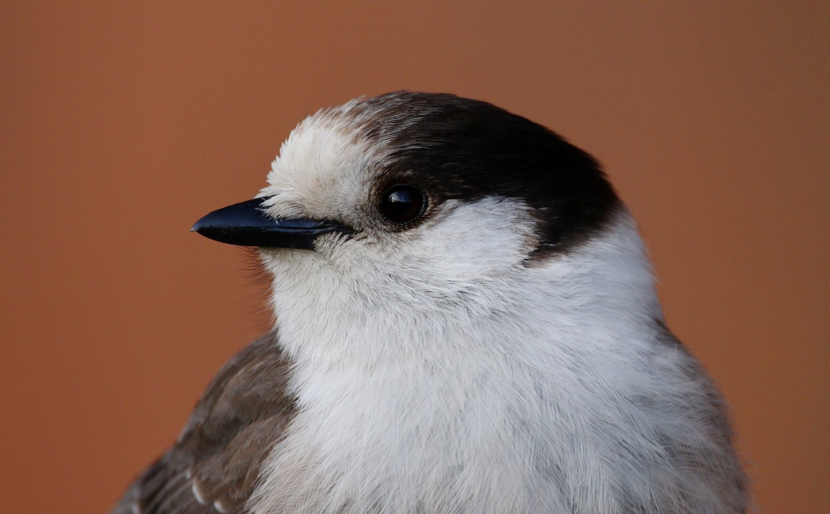 Canada Jay - ML622631284