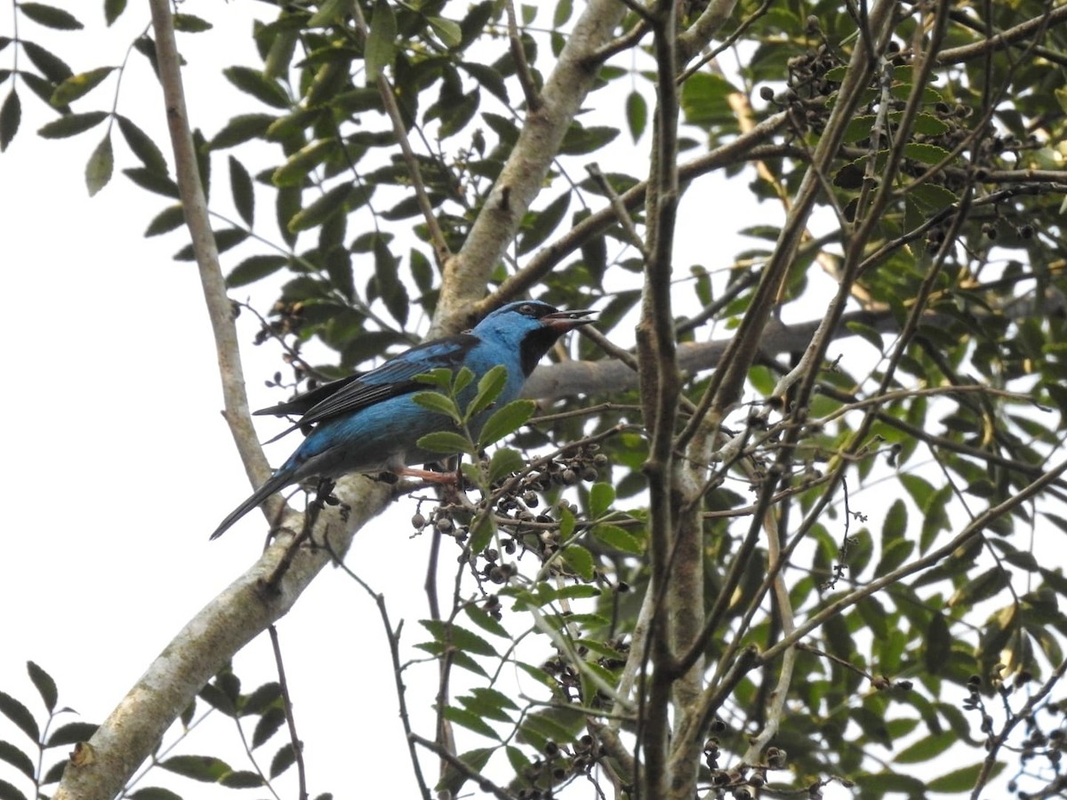 Blue Dacnis - Ignacio Gómez Gaffner