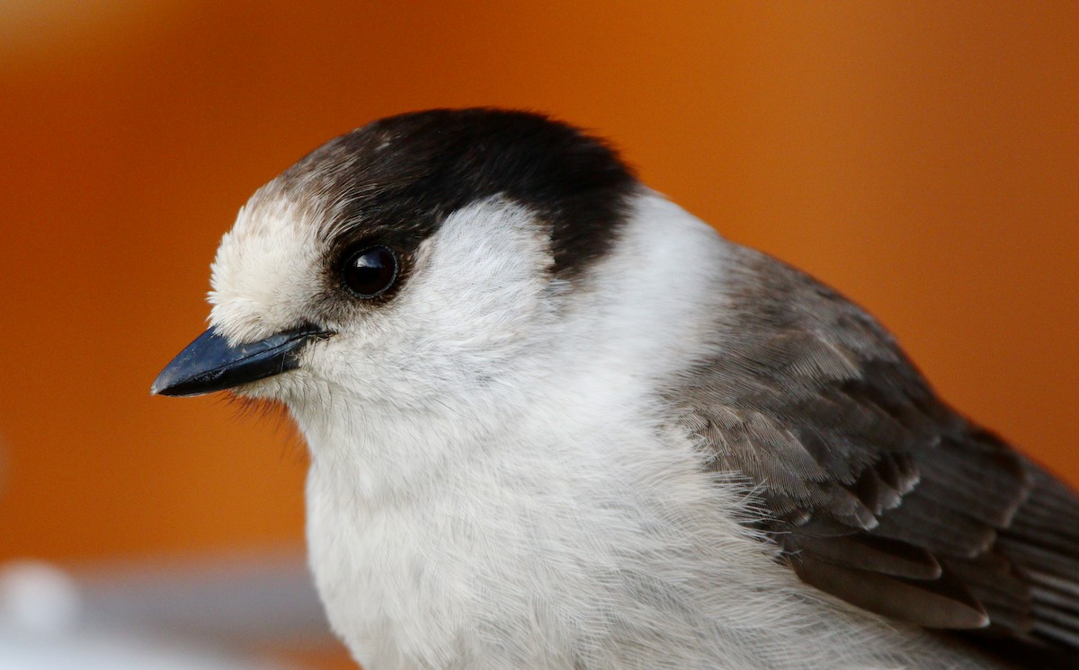 Canada Jay - ML622631301