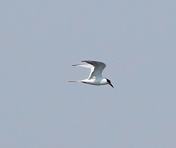 Forster's Tern - ML622631347