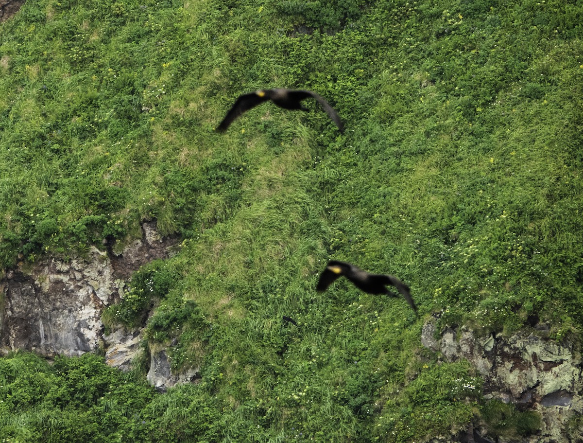 Double-crested Cormorant - mark cavallo