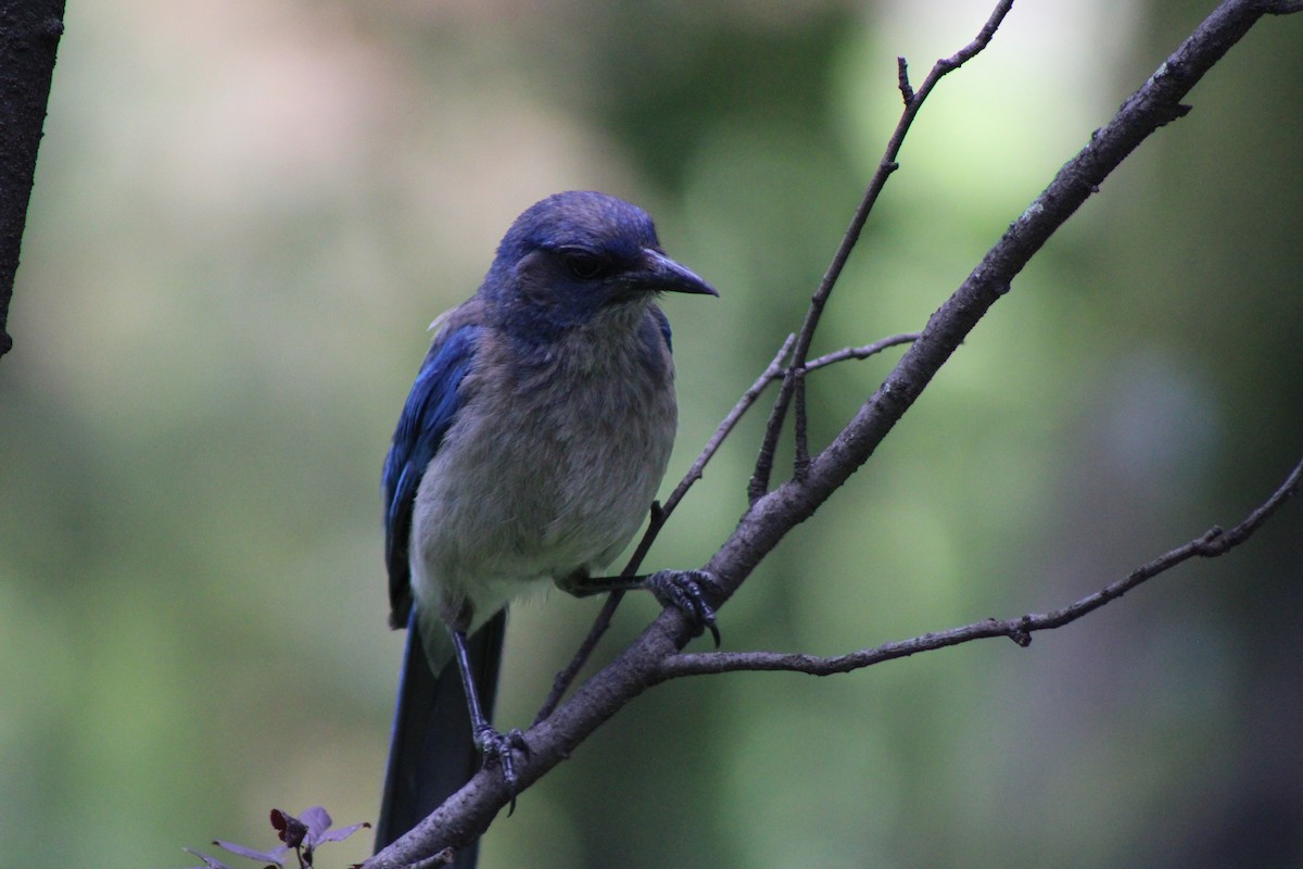 Woodhouse's Scrub-Jay - ML622631534