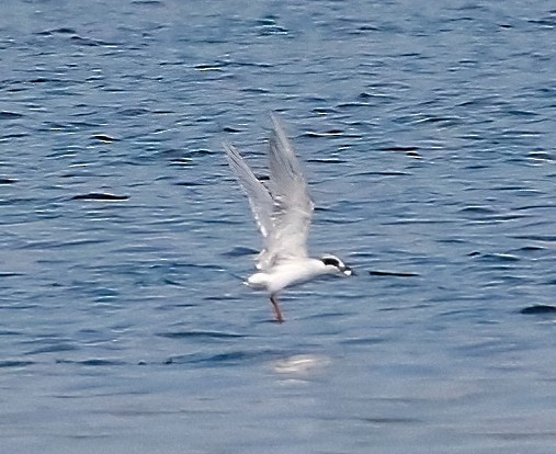 Forster's Tern - ML622631551