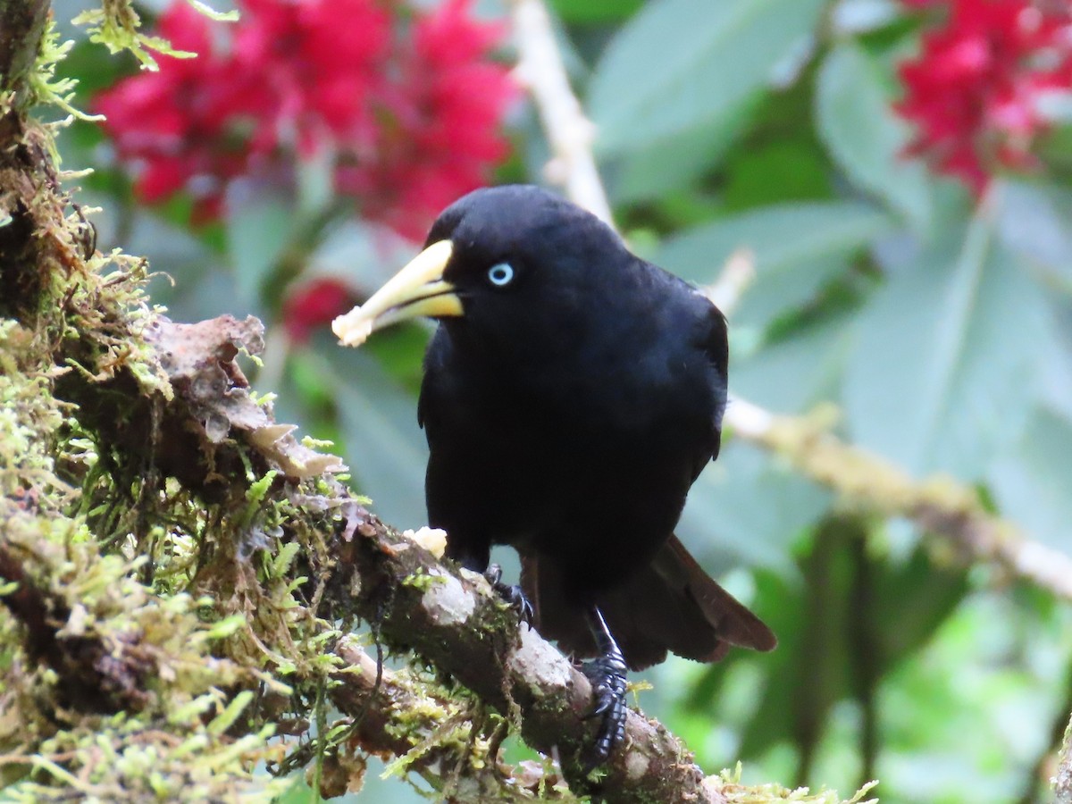 Scarlet-rumped Cacique (Subtropical) - ML622631594