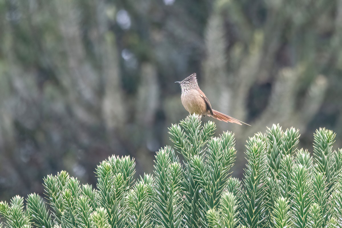 Araucaria Tit-Spinetail - ML622631631