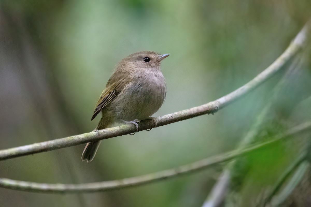 Brown-breasted Pygmy-Tyrant - Raphael Kurz -  Aves do Sul