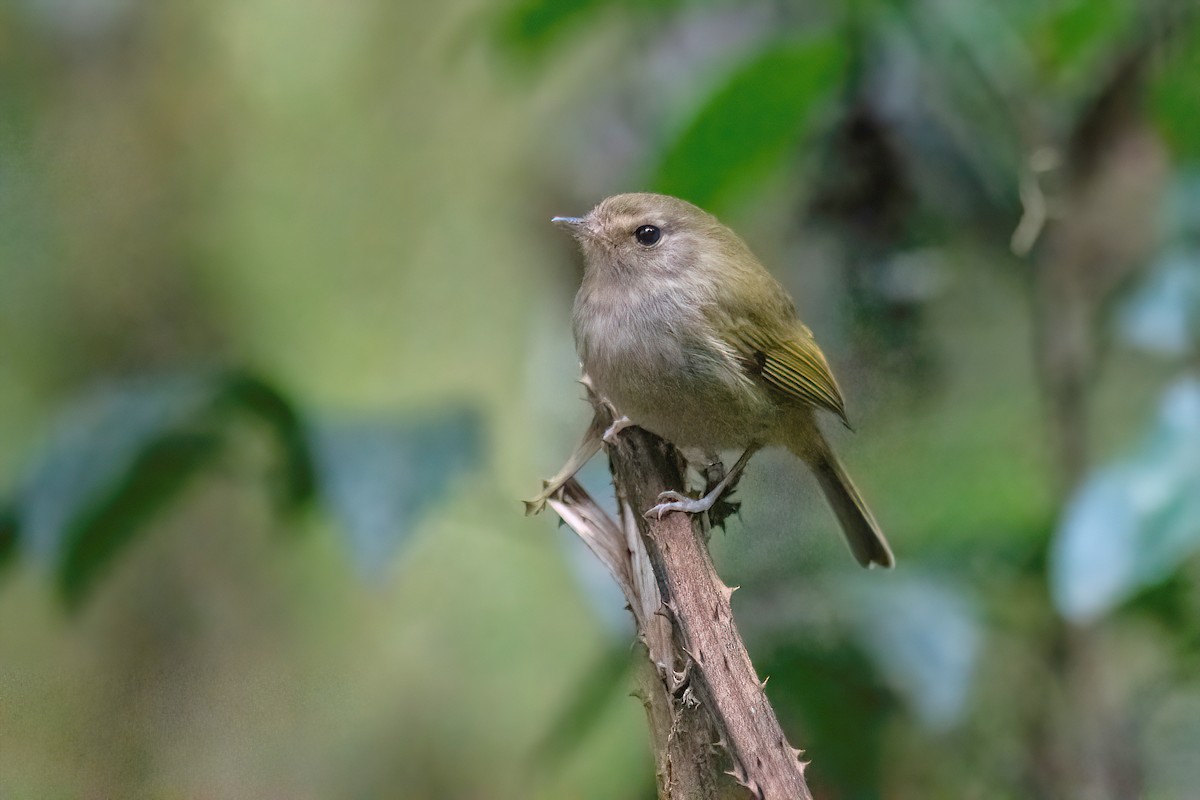 Brown-breasted Pygmy-Tyrant - Raphael Kurz -  Aves do Sul