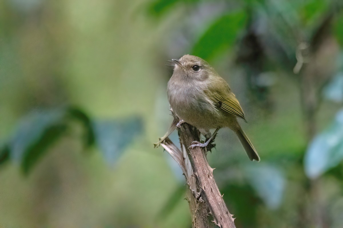 Brown-breasted Pygmy-Tyrant - ML622631658