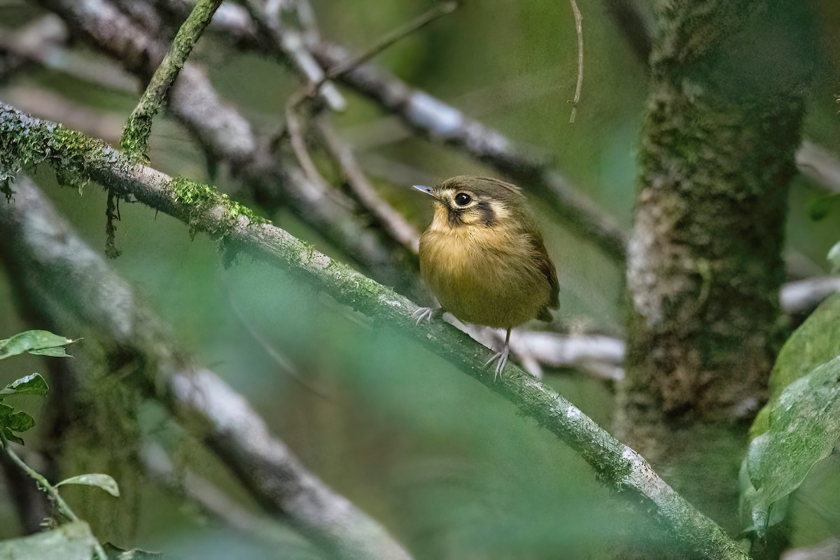 White-throated Spadebill - ML622631661