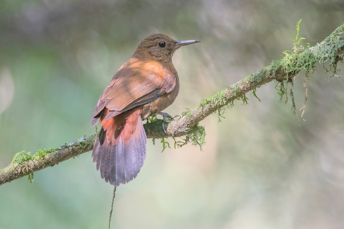 Rufous-breasted Leaftosser (Rufous-breasted) - ML622631666