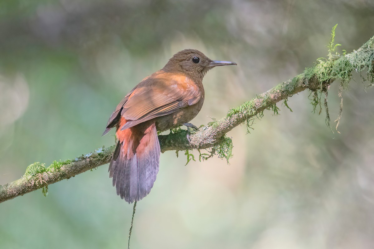 Rufous-breasted Leaftosser (Rufous-breasted) - ML622631667