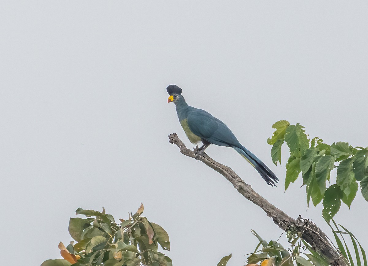 Touraco géant - ML622631695