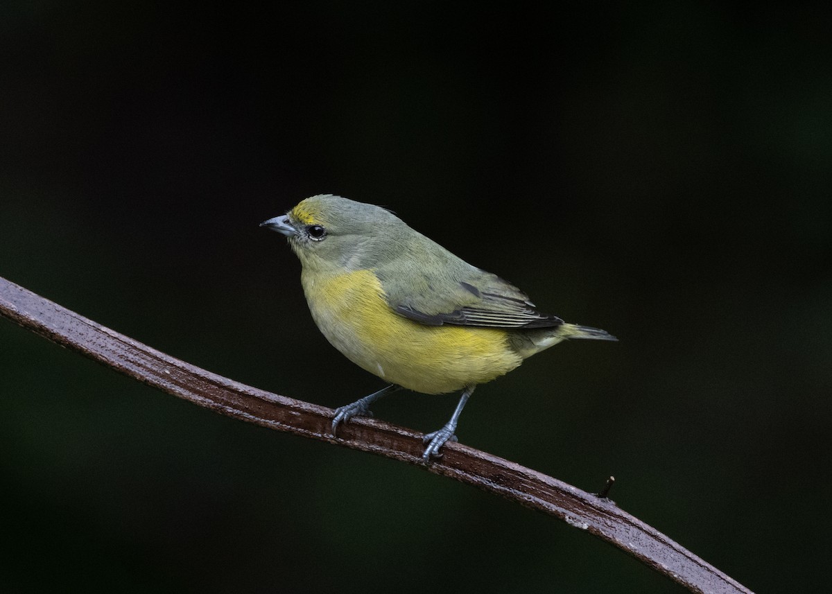 Purple-throated Euphonia - ML622631854