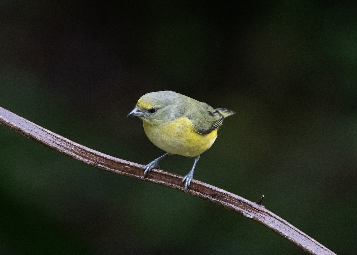 Purple-throated Euphonia - ML622631855