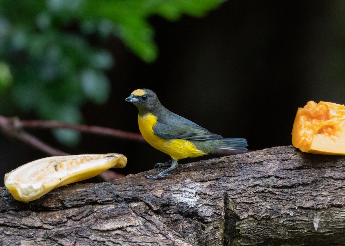 Purple-throated Euphonia - ML622631856