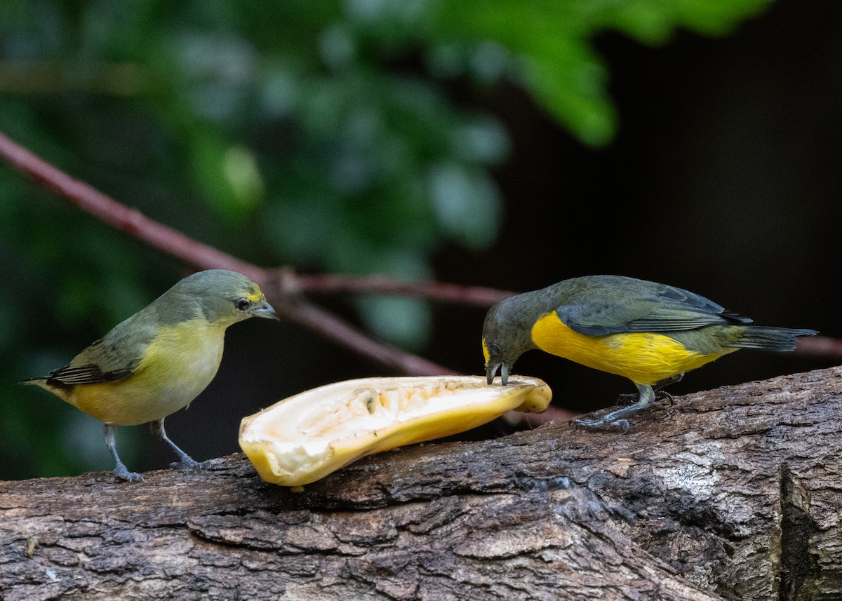 Purple-throated Euphonia - ML622631857