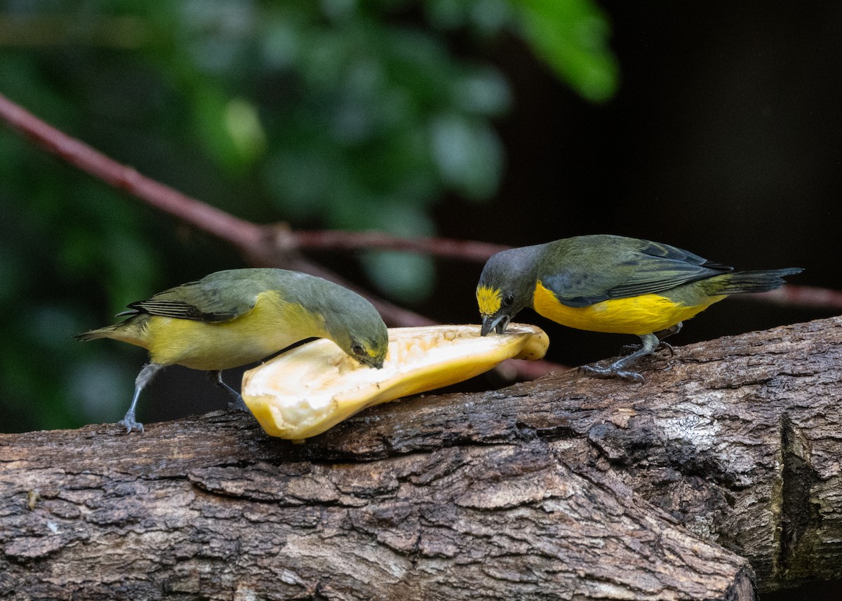 Purple-throated Euphonia - ML622631858