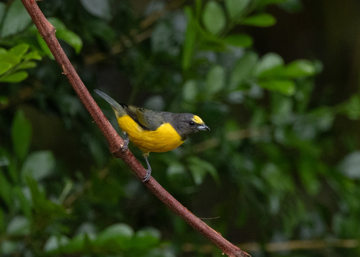 Purple-throated Euphonia - ML622631860