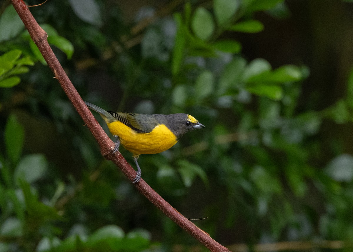 Purple-throated Euphonia - ML622631861