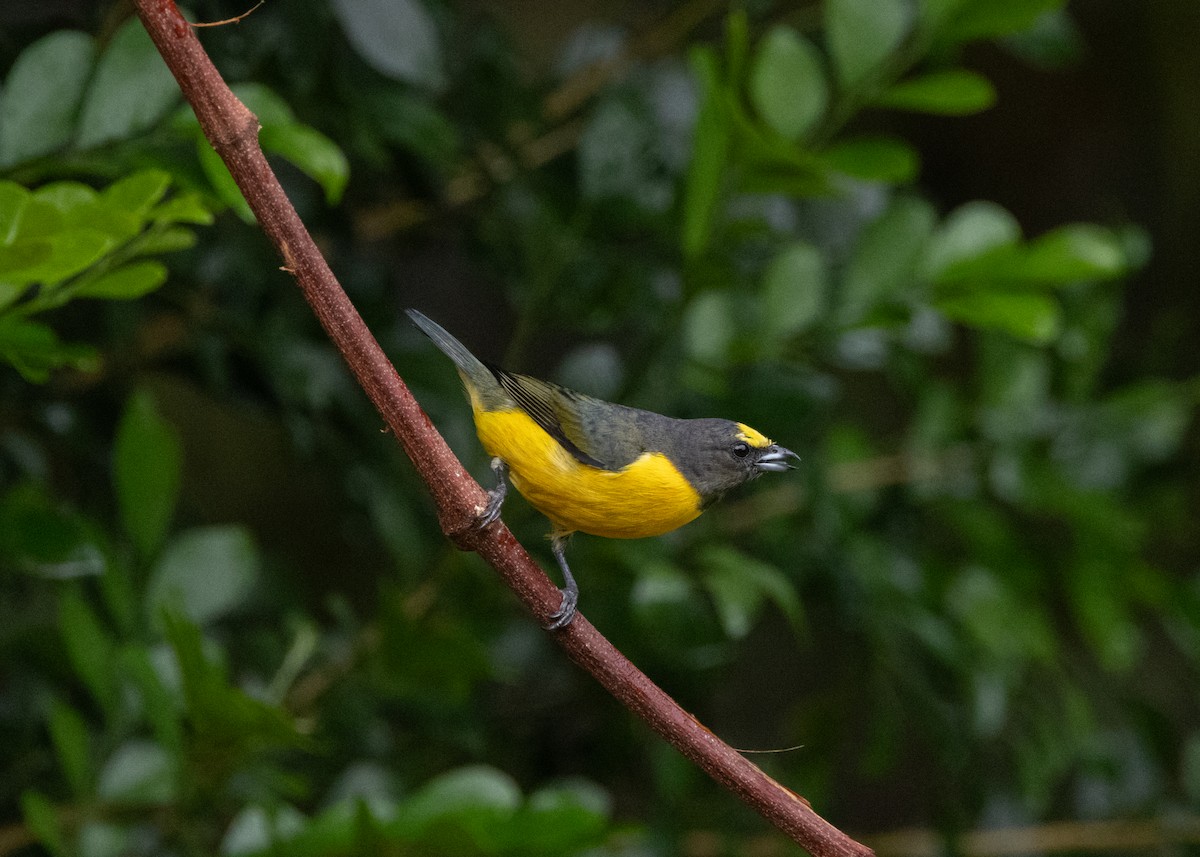 Purple-throated Euphonia - ML622631862