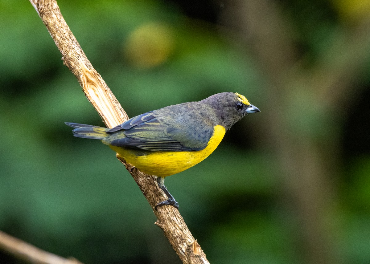 Purple-throated Euphonia - ML622631864