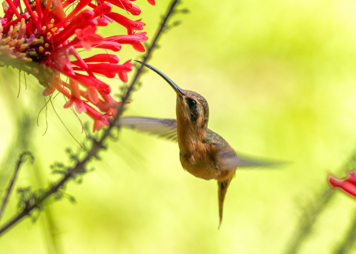 Reddish Hermit - Silvia Faustino Linhares