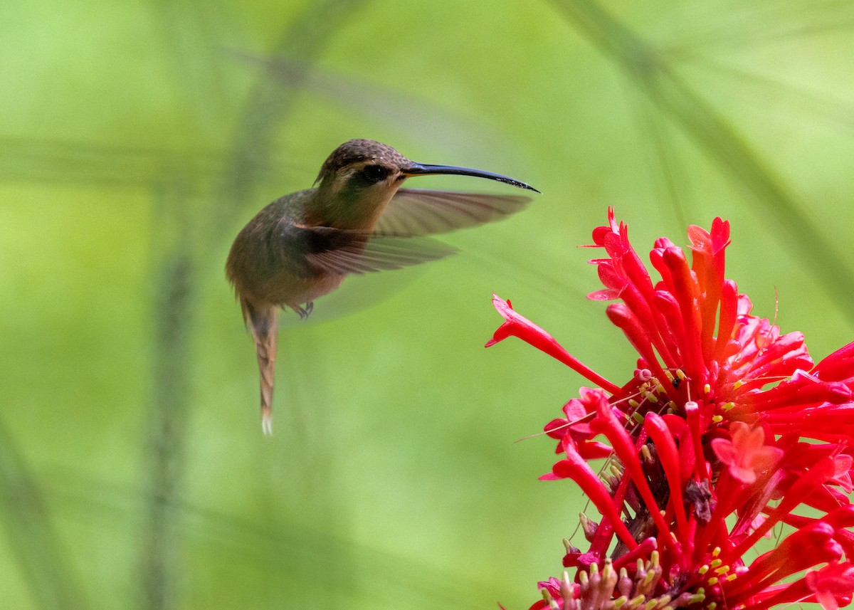 Reddish Hermit - ML622631926