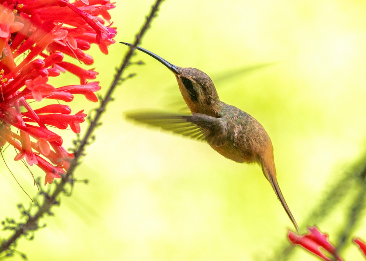 Reddish Hermit - ML622631927