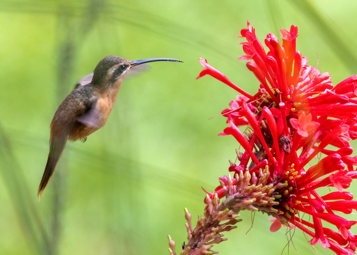 Reddish Hermit - ML622631928