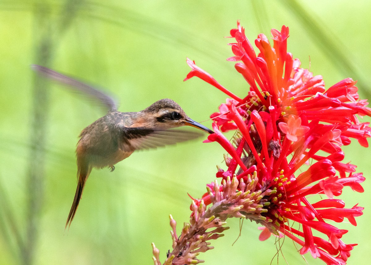 Reddish Hermit - Silvia Faustino Linhares