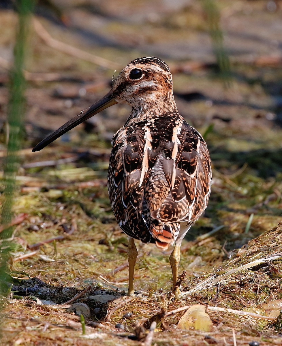 bekasina severoamerická - ML622632132