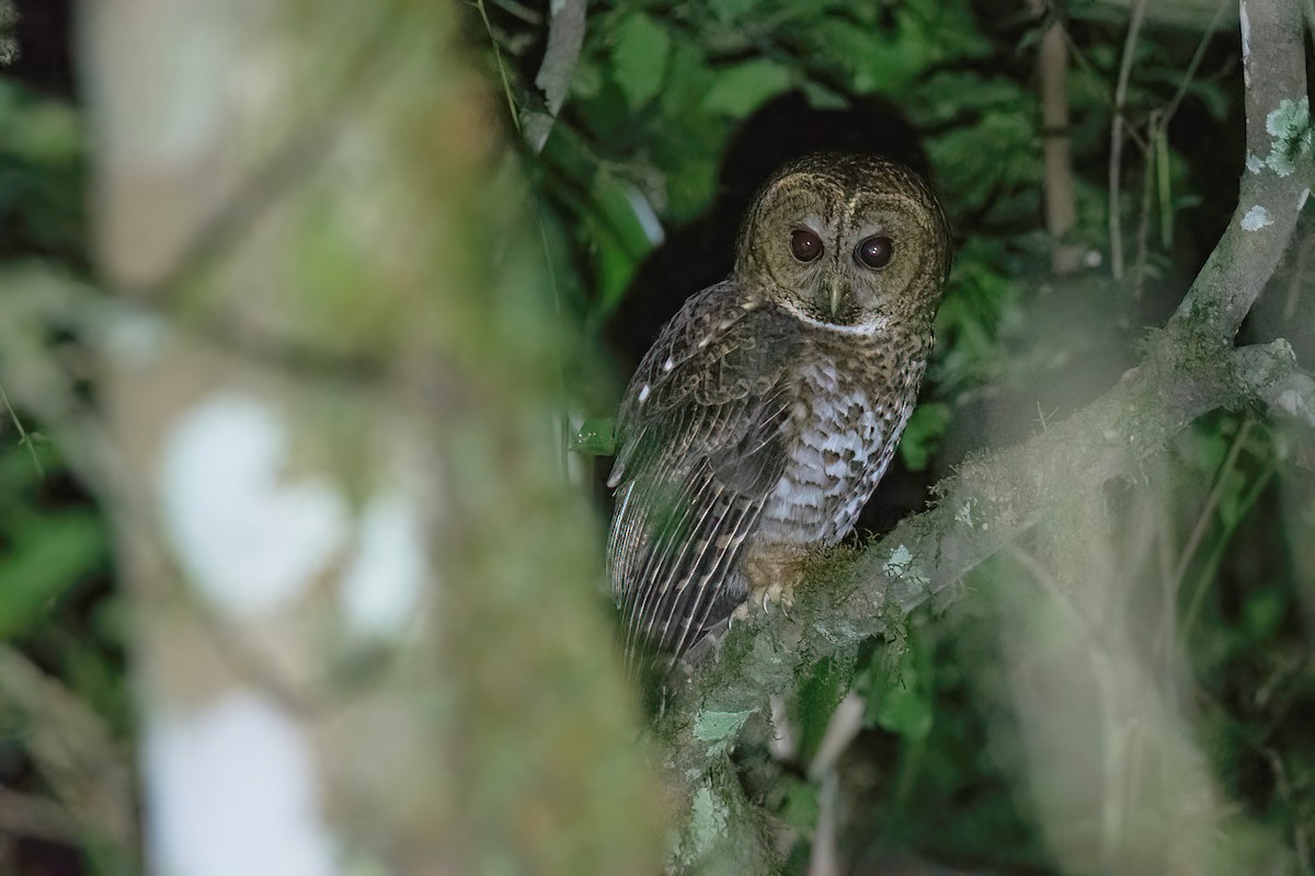 Rusty-barred Owl - ML622632154